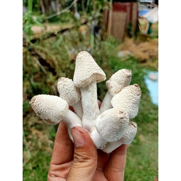 เชื้อเห็ดโคนน้อยแบบขยายลงฟาง หัวเชื้อคุณภาพ ดอกใหญ่ ออกดอกเยอะ สามารถนำไปหยอดก้อนแบบเปิดดอกได้ แถมฟรี คู่มือเพาะ - รูปที่ 5