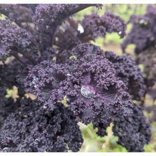 เมล็ดพันธุ์ เคลใบหยิก สีม่วง - Scarlet Curly Kale เมล็ดพันธุ์นำเข้า ปลูกง่าย