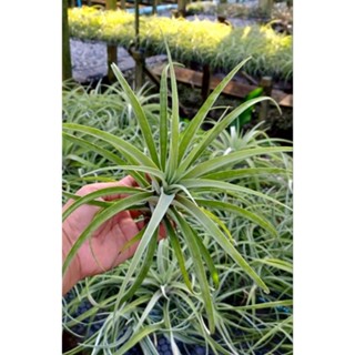 Tillandsia capitata silver rose