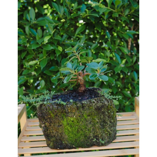 ต้นช้อนเงิน ( Banyan Tree ) พร้อมกระถางหินปูนและมอส