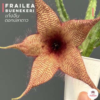 เก๋งจีน ดอกปลาดาว Stapelia Gigantea แคคตัส กระบองเพชร cactus&amp;succulent