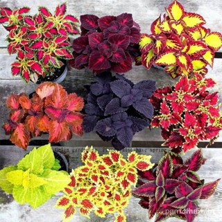 ผลิตภัณฑ์ใหม่ เมล็ดพันธุ์ จุดประเทศไทย ❤เมล็ดพันธุ์Mixed Coleus Seeds Perilla Blumei Potted Plants Ornamental Bo/มะเขือ