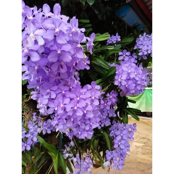 เอื้องฟ้ามุ่ยราชินีกล้วยไม้หายากมีจำกัด1ต้นนำไปปลูกเองราคาถูกควรมีสะสม ขายกันทั่วไป60++ ราคา ถูกที่สุด ดีลบีเคเค รูปภาพหลัก