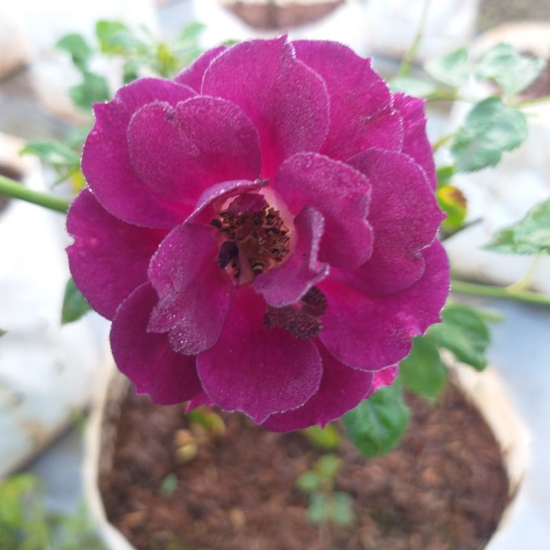 กุหลาบ ,",Midnight blue"มิดไนม์ บลู