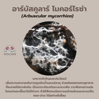 ไมคอร์ไรซ่า (200กรัม) เร่งราก รากเยอะ พืชโตเร็ว ความเข้มข้นเชื้อสูง เพาะเชื้อจากห้องLAB 100%