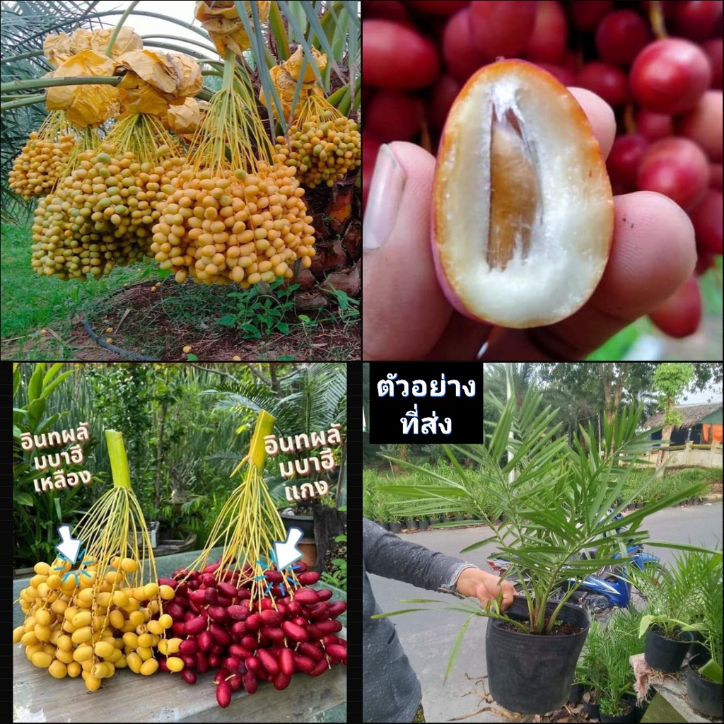 (สูง50-80cm) (1ต้น) ต้น อินทผาลัม อินทผลัม ต้นอินทผาลัม ต้นอินทผลัม บาฮี Barhee Barhi สี เหลือง แดง date palm / ChiangMa