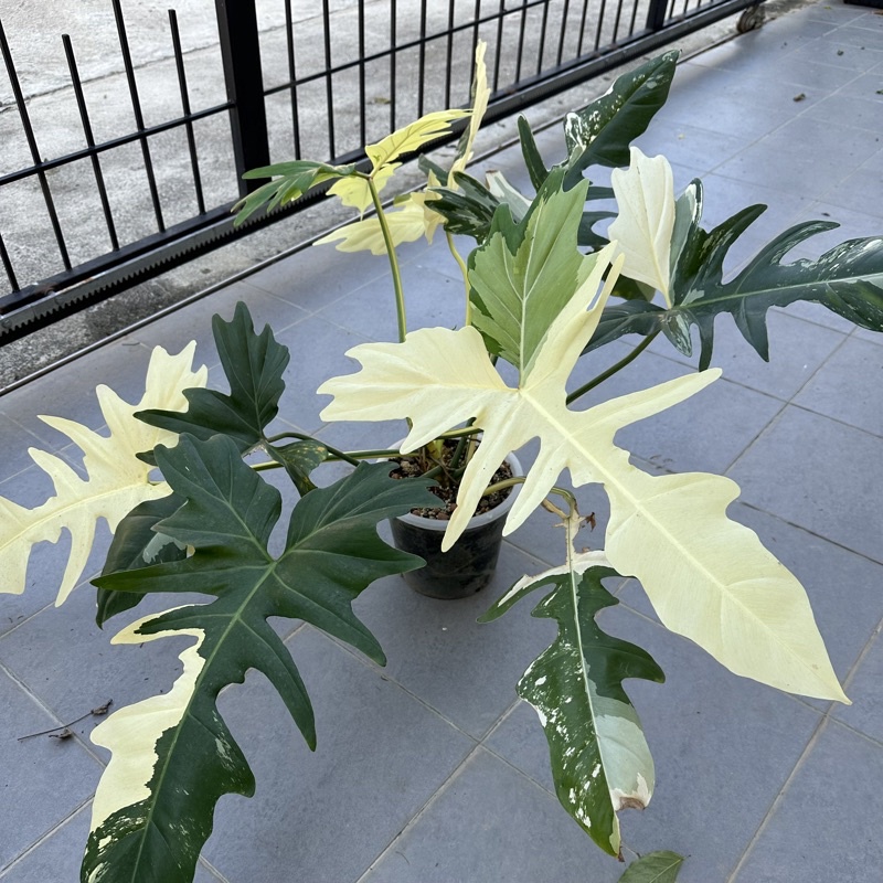 🐉ฟิโลเดนดรอน มังกรด่าง🐉 philodendron golden dragon variegata มีหลายข้อ หลายต้น หลายไซด์ เลือกได้