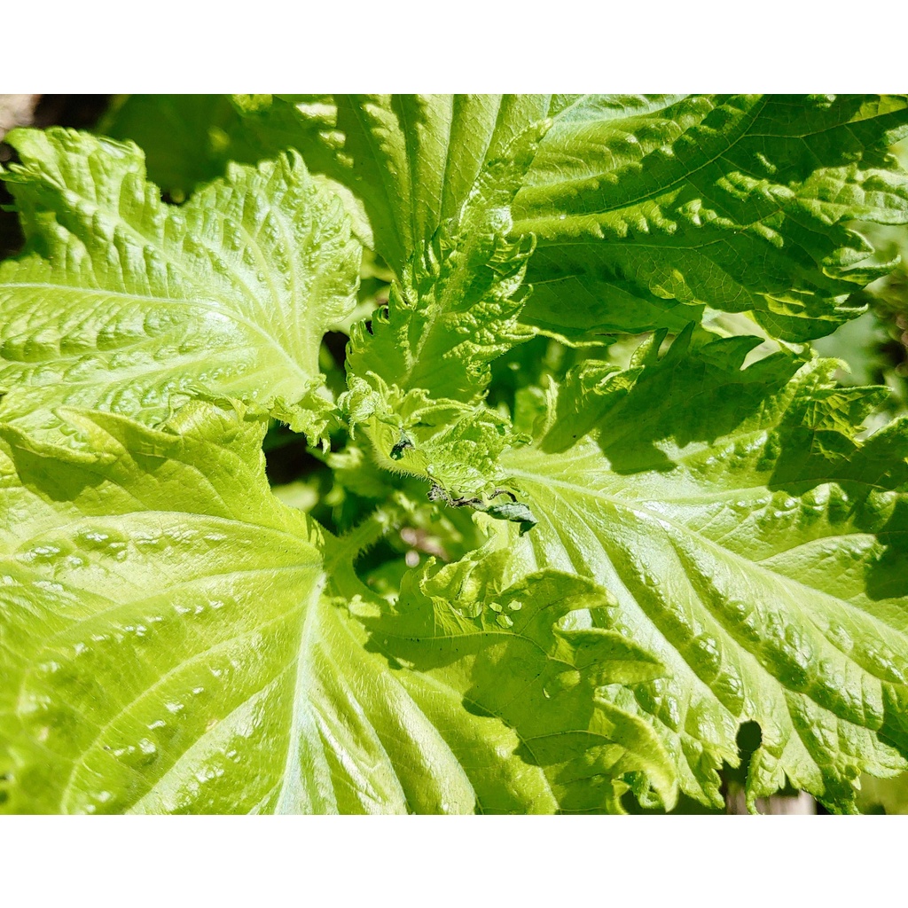 เมล็ดพันธุ์ชิโสะ Green Shiso สีเขียว เมล็ด​พันธุ์​โอบะ​ 50-120​ เมล็ด เมล็ดใบงาเกาหลี​ [ซื้อ 10 แถม1คละได้] ราคา ถูกที่สุด ดีลบีเคเค แกลเลอรีภาพที่ 7