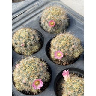 แมมเม็ดพริก ไม้ชำหน่อดอกชมพู  Mammillaria prolifera hybrid