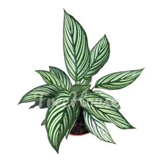 คล้าขุมทรัพย์ (Calathea vittata)