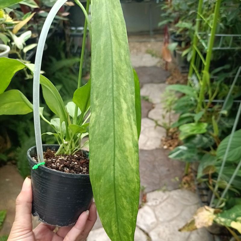 Anthurium vittarifolium variegated/หน้าวัวเนคไทด่าง💥ขายต้นจริงตามภาพ💥
