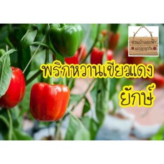 （คุณภาพสูง เมล็ด）เมล็ดนำเข้า เมล็ดพริกหวานยักษ์เขียว เขียวแดง 20เมล็ด10บาทเมล็ดพันธุ์แท้นำเข้า/ง่าย ปลูก สวนครัว/มะเขือ