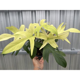 ฟิโลก้ามกุ้ง โกสต์ Philodendron Florida ghost  mint ฟอร์มสวย