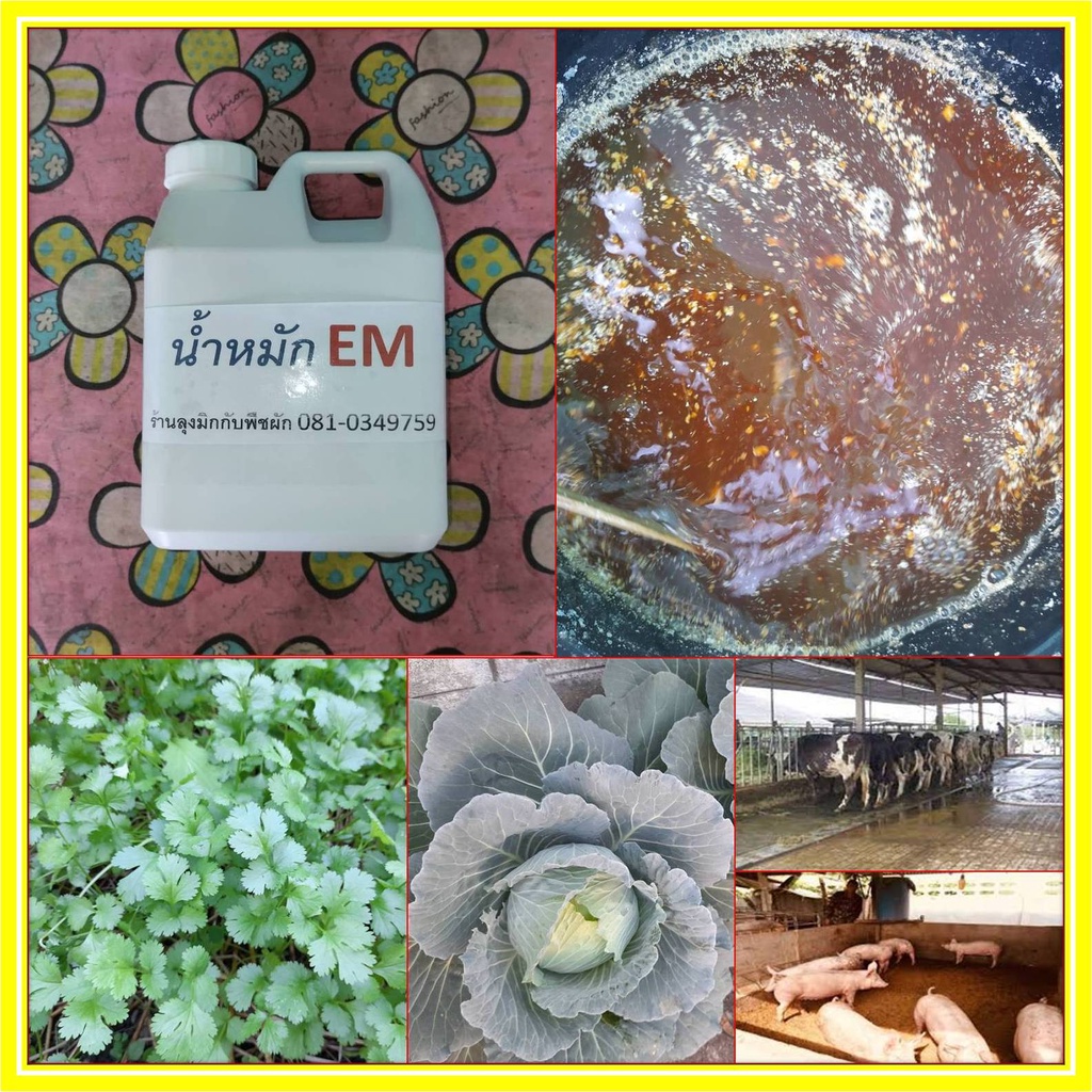 อีเอ็ม บรรจุ 1 ลิตร หัวเชื้อจุลินทรีย์คุณภาพดี ใช้รดพืชผักสวนครัว ต้นไม้ ดับกลิ่นคอกสัตว์ บำบัดน้ำเสีย บ่อปลา ขยายต่อได้
