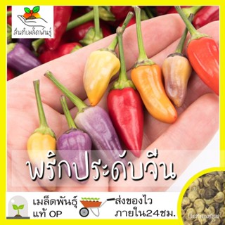 ผลิตภัณฑ์ใหม่ เมล็ดพันธุ์ 2022เมล็ดอวบอ้วน พริกประดับจีน 5 สี 50 เมล็ด Chinese Ornamental 5 Color Pepper เมล็ดอว/มะเขือ