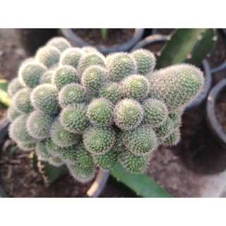 Rebutia รีบูเทีย ไม้กราฟ