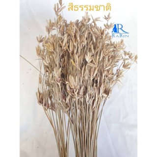 Rarin ถูกมาก!!!ดอก ดาวกระจาย ย้อมสี (สีธรรมชาติ)  เป็นดอกไม้ธรรมชาติ  แต่งร้าน พร๊อพถ่ายรูป DIY