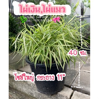 ไผ่เงิน ไผ่แมว ไซส์จัมโบ้ 10” 🌿🌿🌿🌿(มีไซส์กระถาง 6”,8” อยู่คนละรายการจ้ะ)