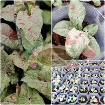 มิ้วคอนฟิติ#syngonium milk confetti