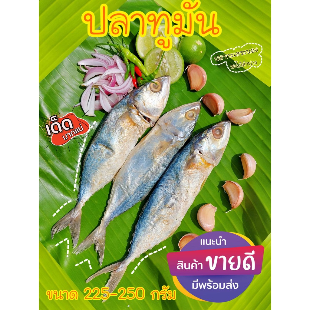 ปลาทูมัน แพ็ค 2-3 ตัว ขนาด 200-250 กรัม ต่อแพ็ค ถุงสูญญากาศ