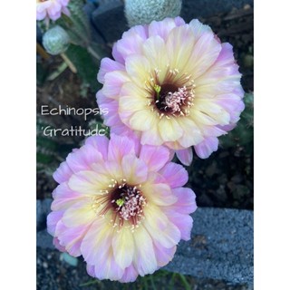 กระบองเพชร หน่อเด็ดสดอิชินอป Echinopsis ขนาด 2-3.5ซม.อิชินอปซิส  แคคตัส