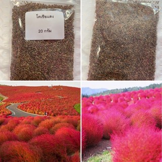 ( ขายส่ง ) เมล็ดพันธุ์ พุ่มไม้เพลิง โคเชีย (Kochia Trichophylla) บรรจุ 20 กรัม ประมาณ 10000+ เมล็ด