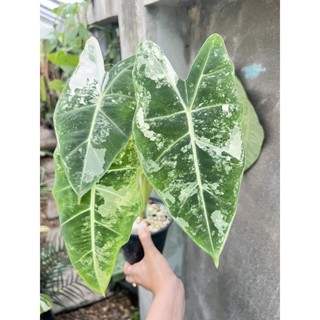 Alocasia frydek variegated ฟายเดกด่าง