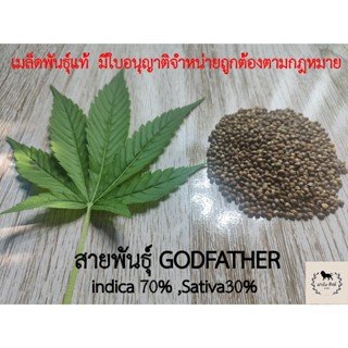 [เมล็ดพันธุ์ ]GODFATHER (THCสูง) สายพันธุ์แท้ มีใบอนุญาตขายตามกฎหมาย