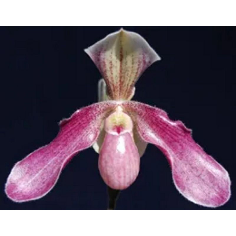 Paph.niveum x Paph.lowii