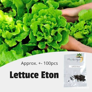 ผลิตภัณฑ์ใหม่ เมล็ดพันธุ์ จุดประเทศไทย ❤[Plantfilled] Lettuce Eton Seeds | Vegetables - 100 seedsเมล็ดอวบอ้วน 10/มะเขือ