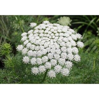 （คุณภาพสูง เมล็ด）เมล็ดพันธุ์ ดอกเอมมี่เมจัส (Ammi Majus) บรรจุ 40 เมล็ด/ง่าย ปลูก สวนครัว เมล็ด/ผักชี 3JRY