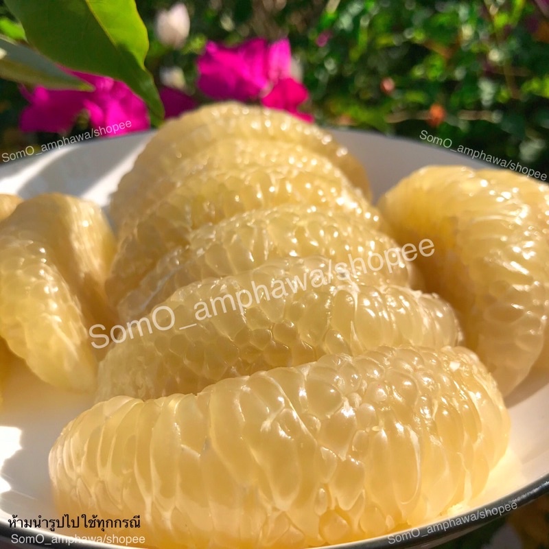 ส้มโอขาวใหญ่ อัมพวา ตัดสดๆจากสวน หวาน ไม่ขม ลูกละ50฿ ราคา ถูกที่สุด ดีลบีเคเค