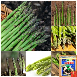 （คุณภาพสูง เมล็ด）50pcs Asparagus seeds ทำสวน เมล็ดพันธุ์ผัก ต้นไม้มงคล บอนไซ ต้นพันธุ์ผลไม้ พ/ง่าย ปลูก สวนครัว /มะเขือ