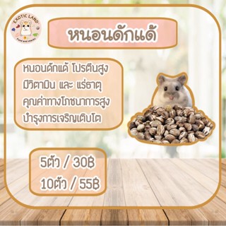 [Exotic land] หนอนถัง หนอนดักแด้ธรรมชาติ เพิ่มโปรตีน แฮมเตอร์