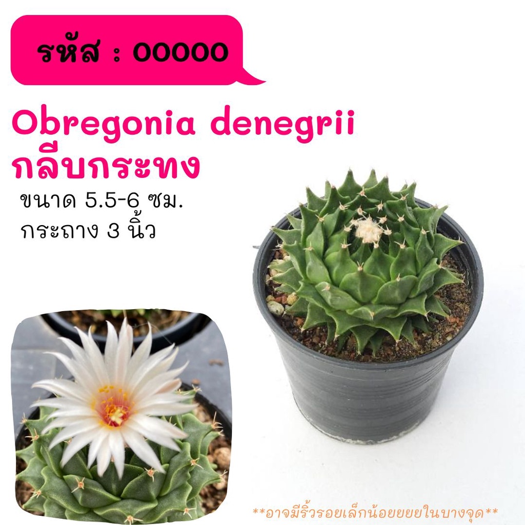 Obregonia denegrii กลีบกระทง ไม้เมล็ด cactus กระบองเพชร แคคตัส กุหลาบหิน พืชอวบน้ำ