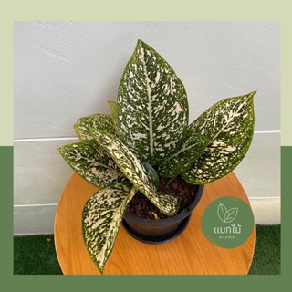 🌿 มรดกโลก ❥🌿 ไม้มงคลในตระกูล “อโกลนีมา (Aglaonema)”  ราชาแห่งไม้ประดับ ไม้ฟอกอากาศ  เหมาะแก่การสะสม กระถางขนาด 7.5 นิ้ว