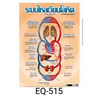 ระบบไหลเวียนโลหิต EQ 515 โปสเตอร์สื่อการสอนหุ้มพลาสติกอย่างดีขนาด 50 * 70 cm