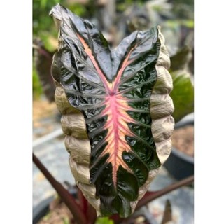 ☘️โคโลคาเซีย"พิ้งกี้ฮาร์ท☘️COLOCASIA"PINKY HEART"