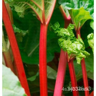 ผลิตภัณฑ์ใหม่ เมล็ดพันธุ์ 2022เมล็ดอวบอ้วน รูห์บาบแดง / รูห์บับแดง (Rhubarb Lider Red) / 10 เม็ดเมล็ดอวบอ้วน 100/มะระ FK