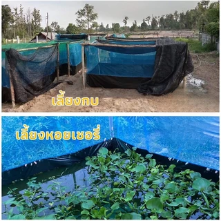 กระชังบก กระชัง กะชังบก เลี้ยงกบ เลี้ยงปลา กุ้ง หอย ปู สูง 1.2เมตร ยกขอบ 35 ซม