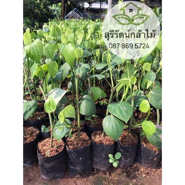 ต้นพริกไทยซีลอน รากแน่น สูง30ซม.+ ส่งทั้งถุงพร้อมปลูก