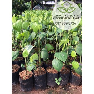 ต้นพริกไทยซีลอน รากแน่น สูง30ซม.+ ส่งทั้งถุงพร้อมปลูก