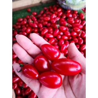 เมล็ด​มะเขือเทศ​ พันธุ์​โซลาริโน (Solarino)