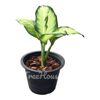 แสงจันทรา กระถาง 8 นิ้ว / sang jantra aglaonema Pot 8