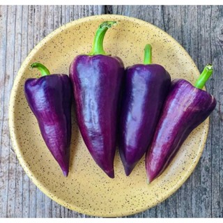 เมล็ดพันธุ์พริกหวาน ไวโอเล็ต สปาร์คเคิล Violet Sparkle Pepper Seed บรรจุ 25 เมล็ด คุณภาพดี ของแท้ ราคาถูก นำเข้าจากต่าง