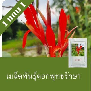 เมล็ดพันธุ์ดอกพุทธรักษาแดง 1แถม1 (250 เมล็ด )