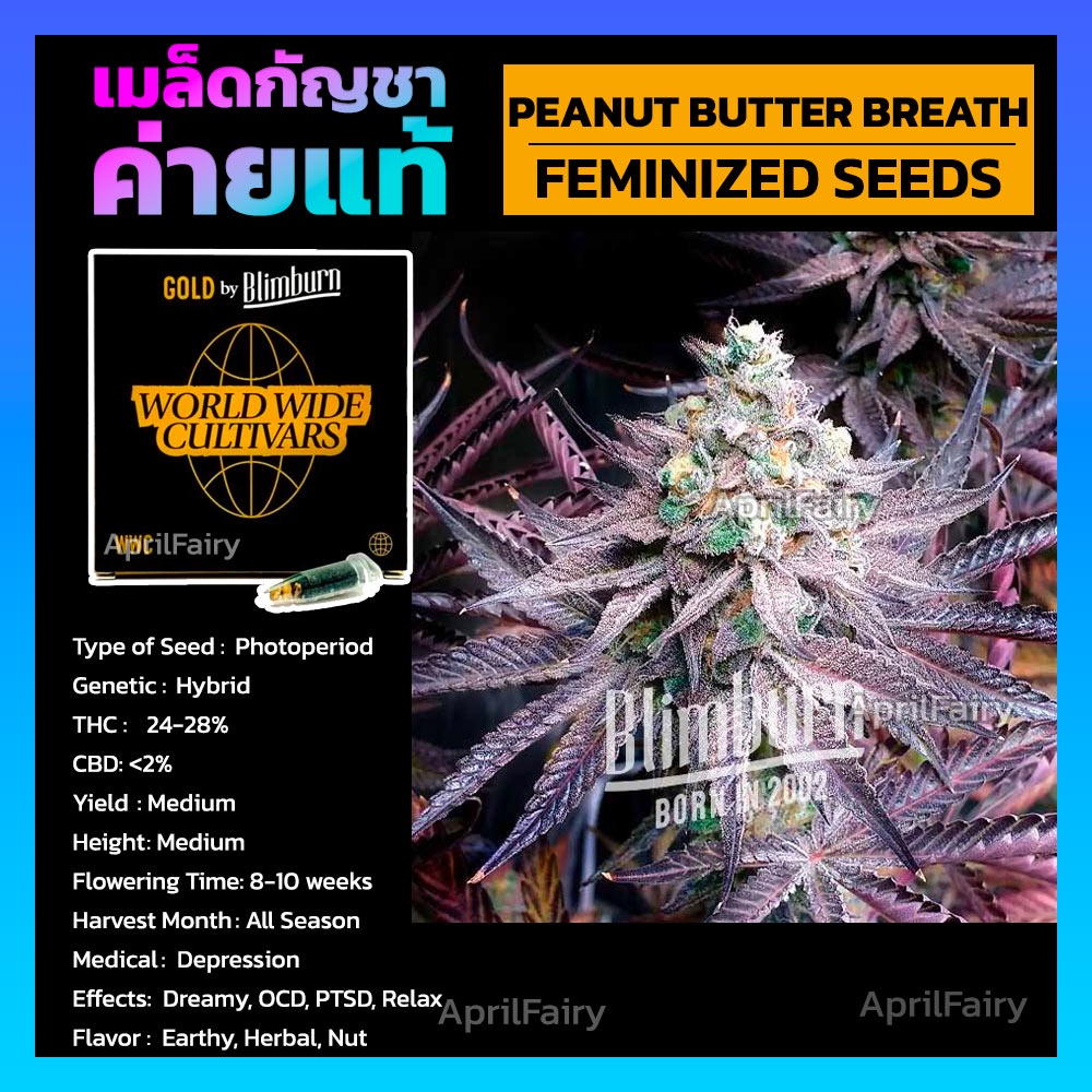 เมล็ดพันธุ์กัญชา Peanut Butter Breath Feminised Cannabis Seeds เพศเมีย เมล็ดกัญชานอก เมล็ดค่าย Blimburn แท้100% แบ่งขาย
