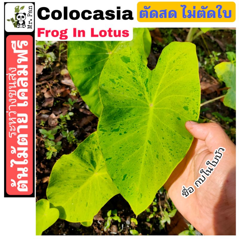 Colocasia Frog in lotus ตัดสดไม่ตัดใบ โคโลคาเซีย กบในใบบัว จุกด่างคล้าย Mojito เเต่ไม่ใช่