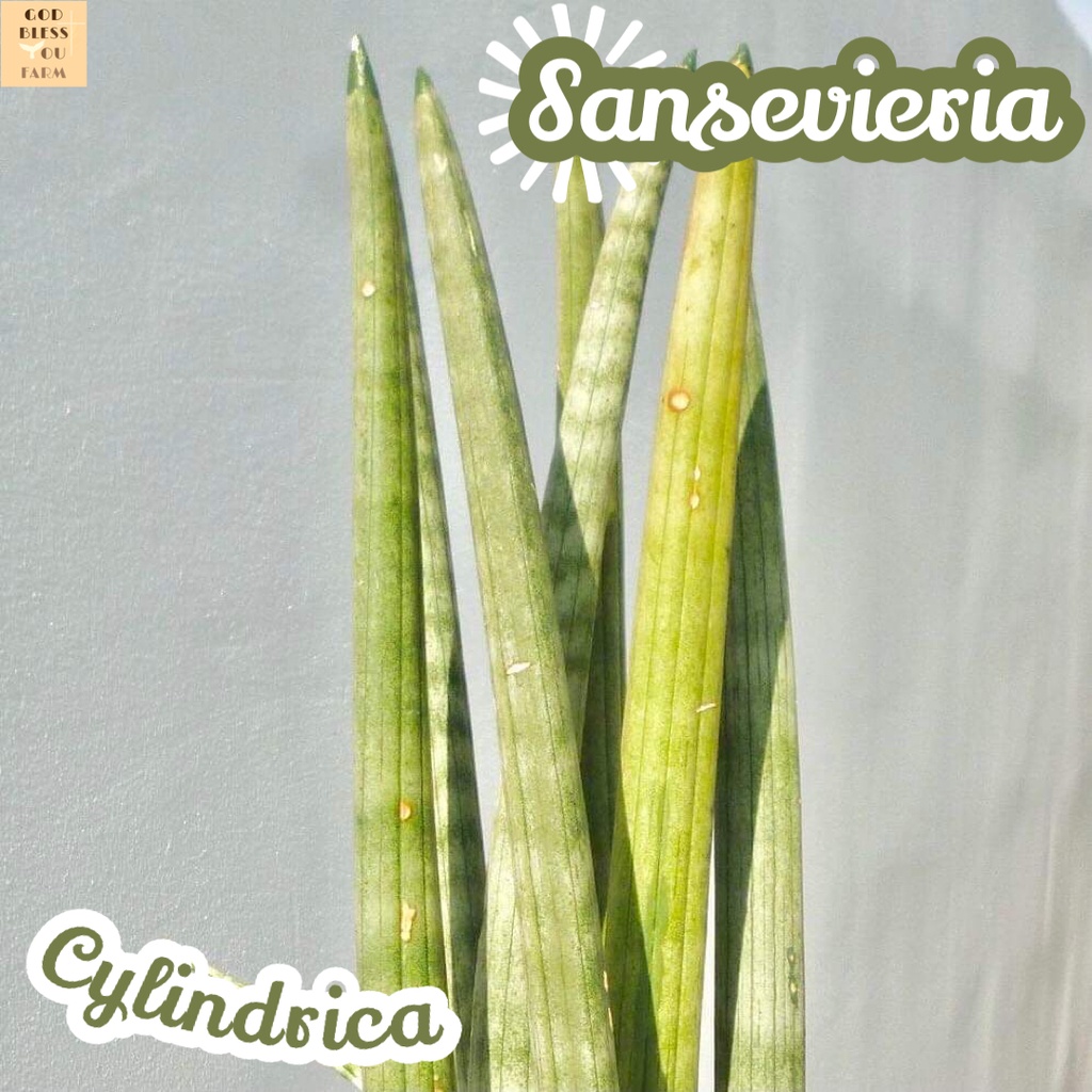 [ว่านงาช้าง] Sansevieria cylindrica เปลือยราก  แคคตัส ต้นไม้ หนาม ทนแล้ง อวบน้ำ พืชอวบน้ำ succulent cactus