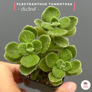 ต้นวิคส์ Plectranthus Tomentosa ไม้อวบน้ำ กุหลาบหิน cactus&amp;succulentหลากหลายสายพันธุ์